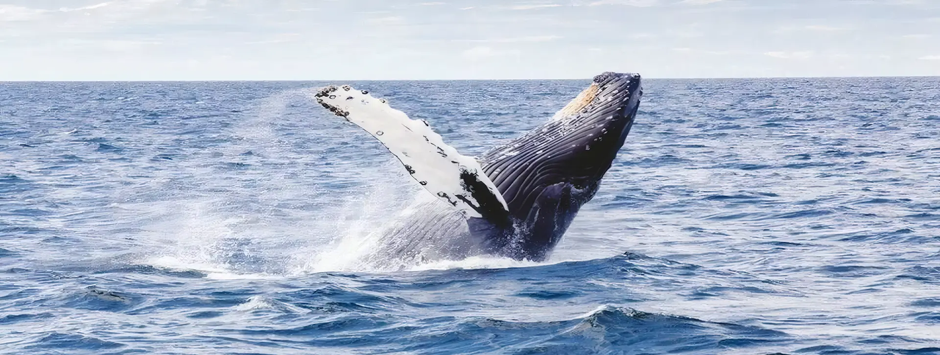 Avistamiento de ballenas, San José del Cabo, Choco Sportfishing