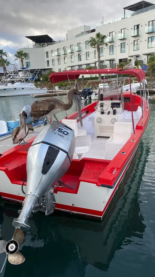 Zorra Roja boat Choco Sportfishing, La Paz, BCS